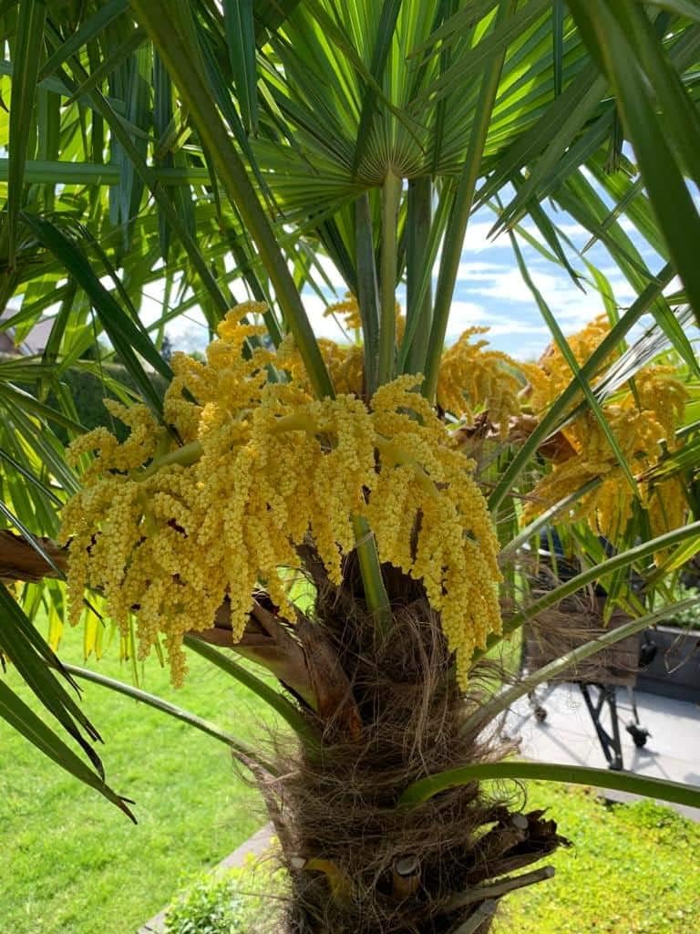 Heirloom Non-GMO Trachycarpus Flower Seeds for Planting – Tropical-Looking Hardy Palm Blooms - Non-GMO for planting in home garden
